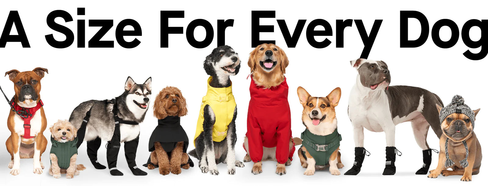 A Size For Every Dog
